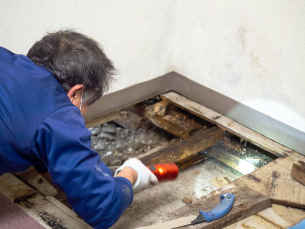Best Office Mold Removal Services  in Perryville, AR