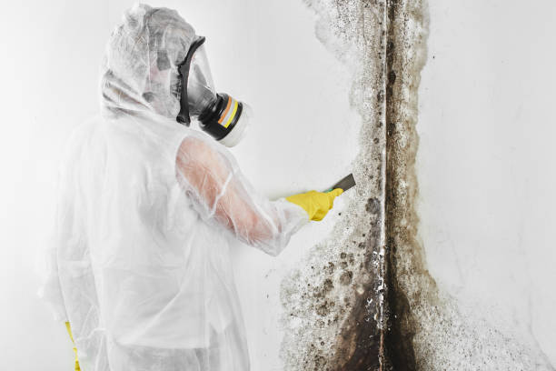 Professional Mold Removal in Perryville, AR