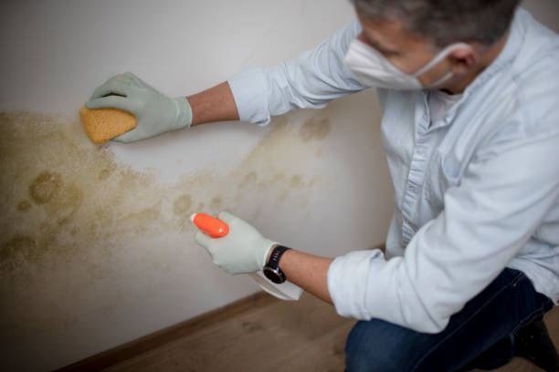 Best Mold Removal Near Me  in Perryville, AR
