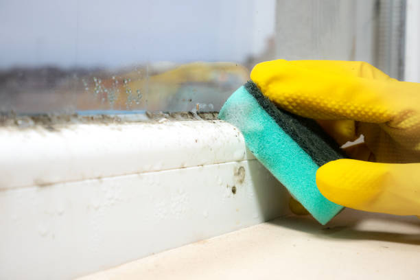 Best Local Mold Removal Service  in Perryville, AR