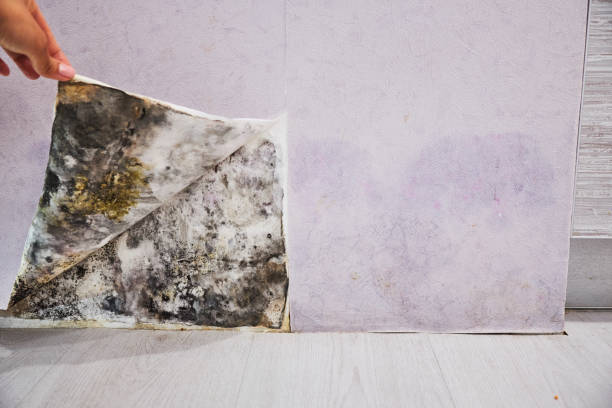 Best Attic Mold Removal  in Perryville, AR